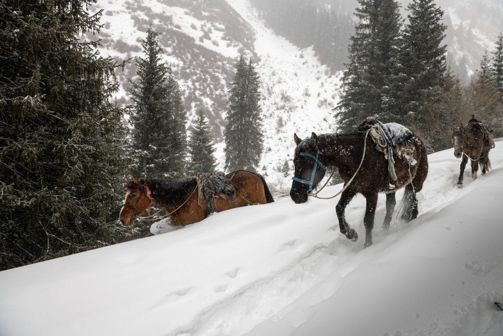 Horses in Winter | Travel Land |