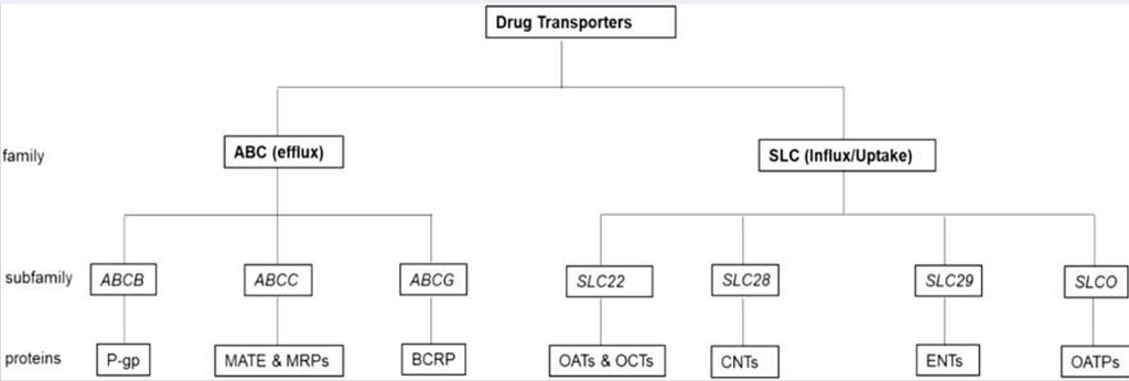 Important drug transporters for the efflux and influx of PrEP medications