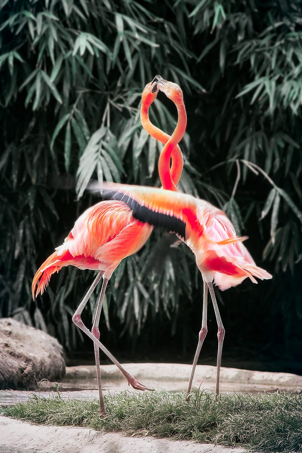 colorful flamingoes entwined