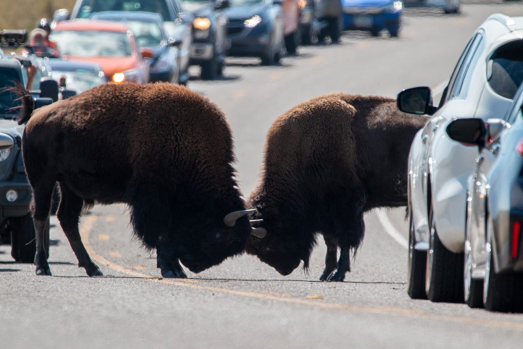 Two buffalo fighting in a road while traffic builds up, a metaphor for verbal triggers derailing meaningful progress.