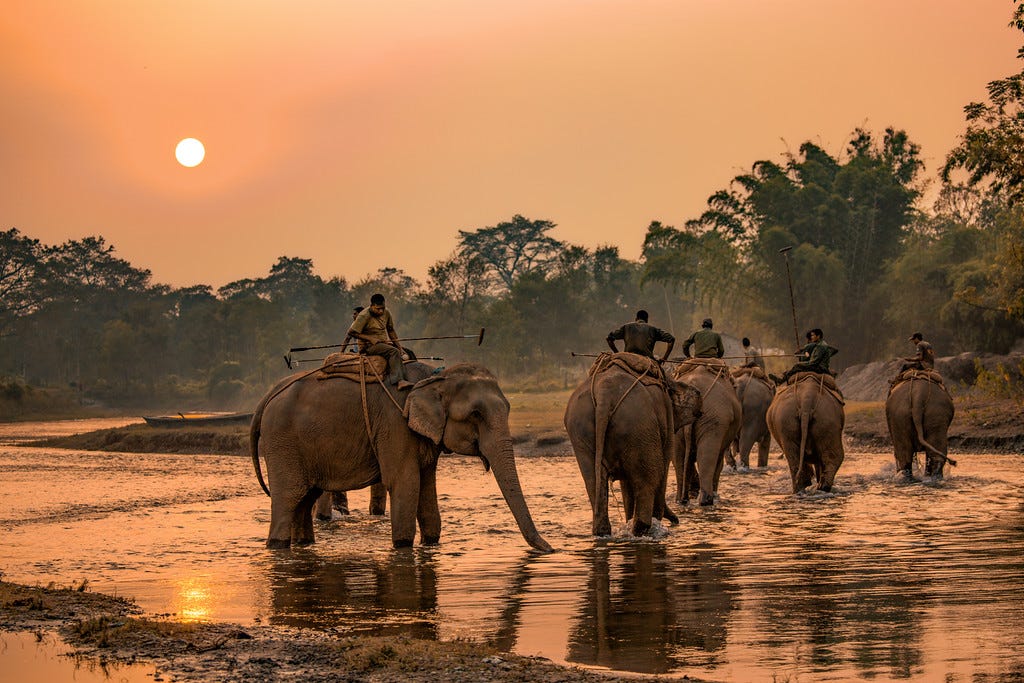 Elephant Polo Team in Nepal