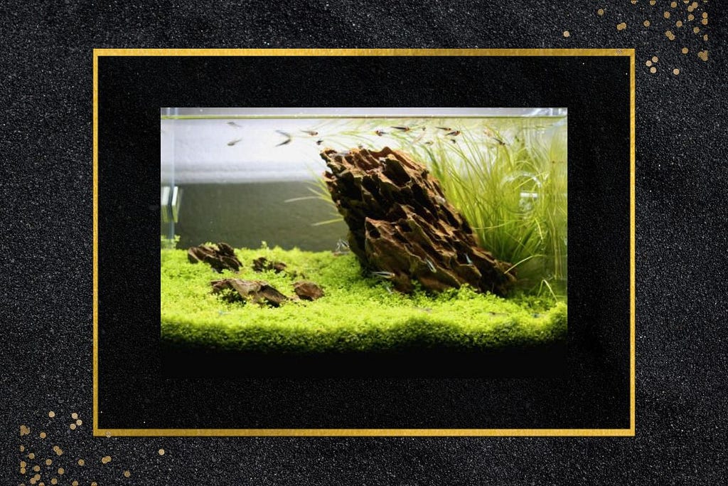 Dragon Stone Aquascape For Betta Fish