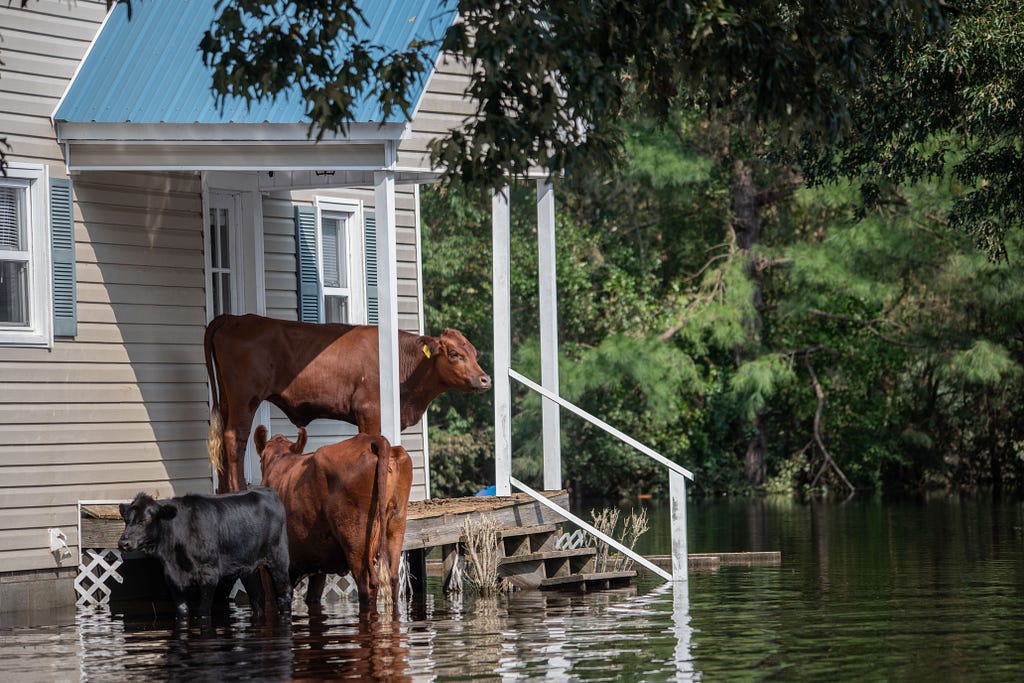 cattle trying to get above flood waters