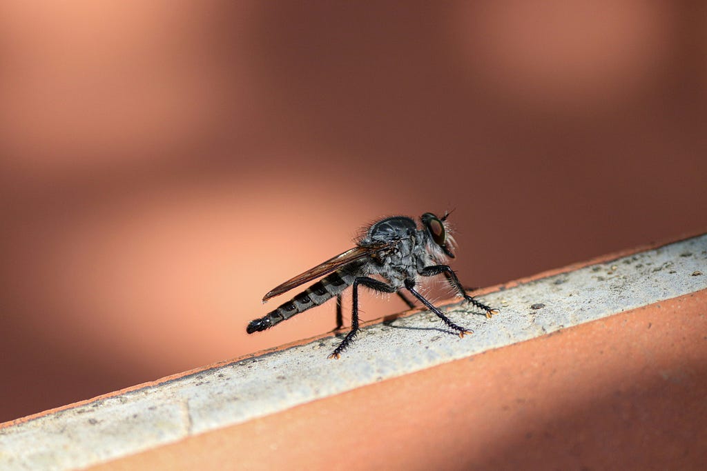 A mosquito perched on a plant stem