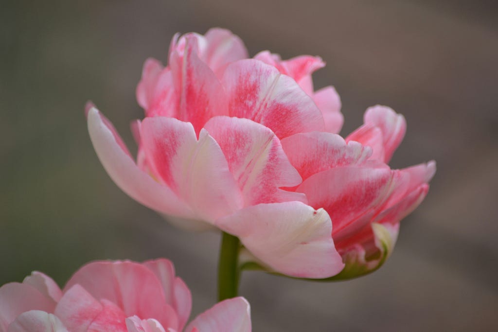 A small pink geranium