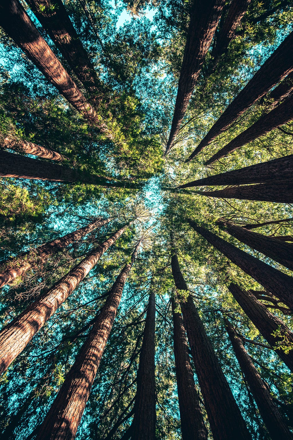 a persons point of view looking up while standing in the middle of the forest with very tall trees. It feels overwhelming.