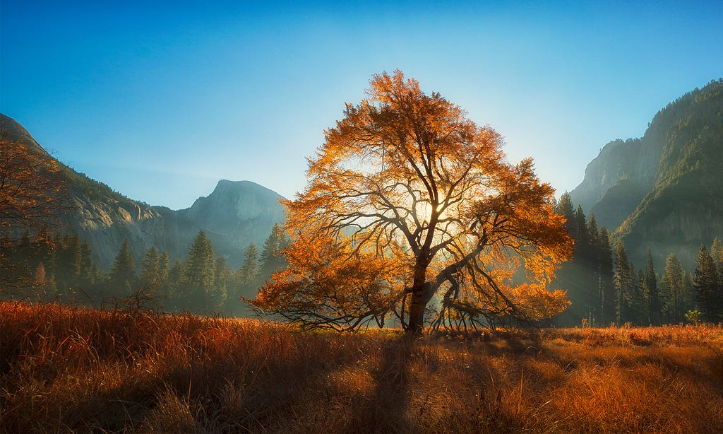 Yosemite with elm