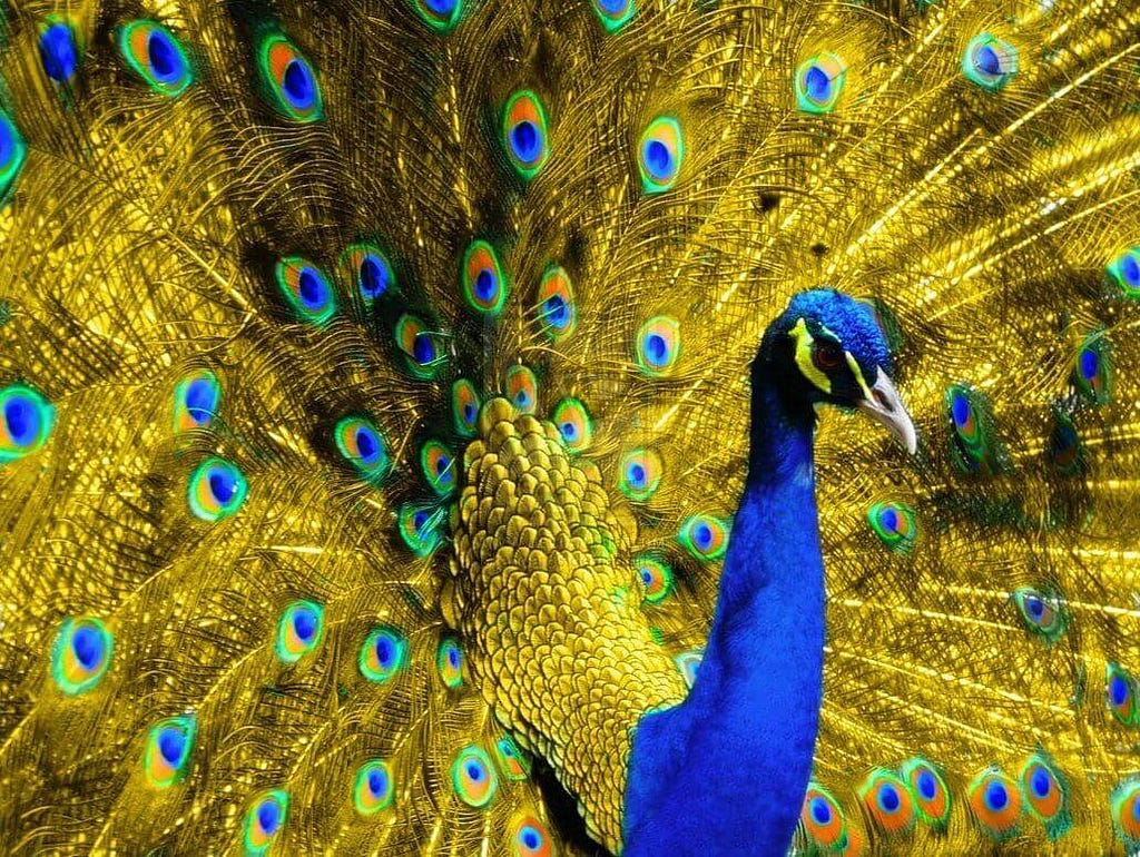 اجمل الطيور جميلة ونادرة 2023 أنواع أجمل ألوان الطيور في العالم