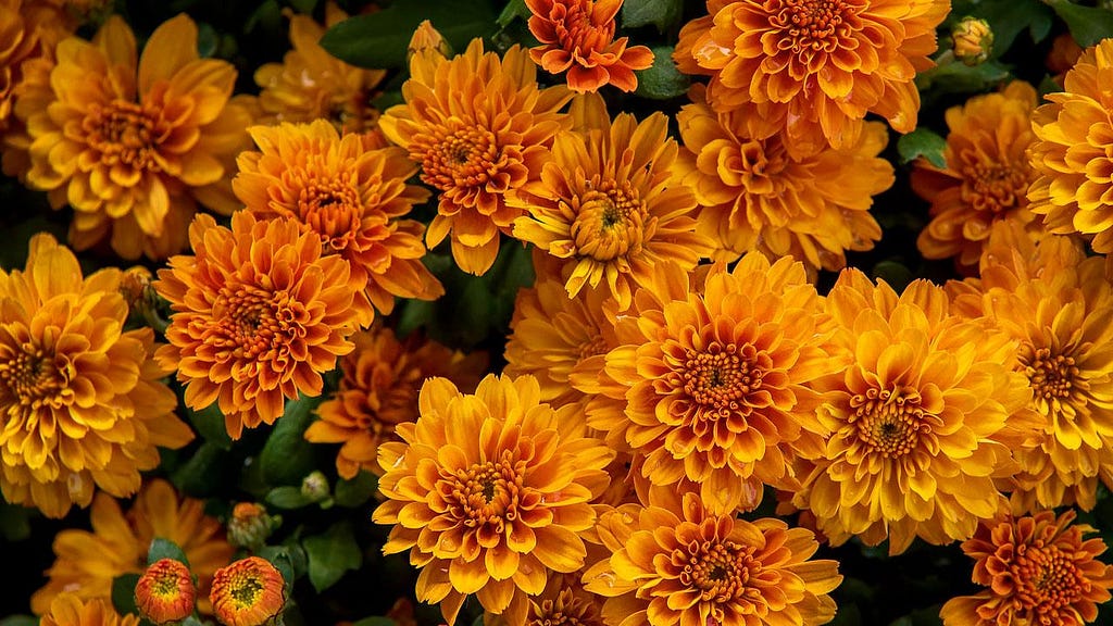 Chrysanthemums: