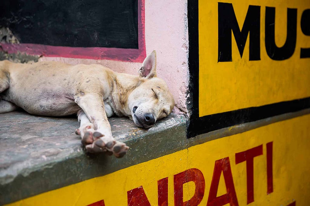 Los perros deambulan por las calles de Varanasi.