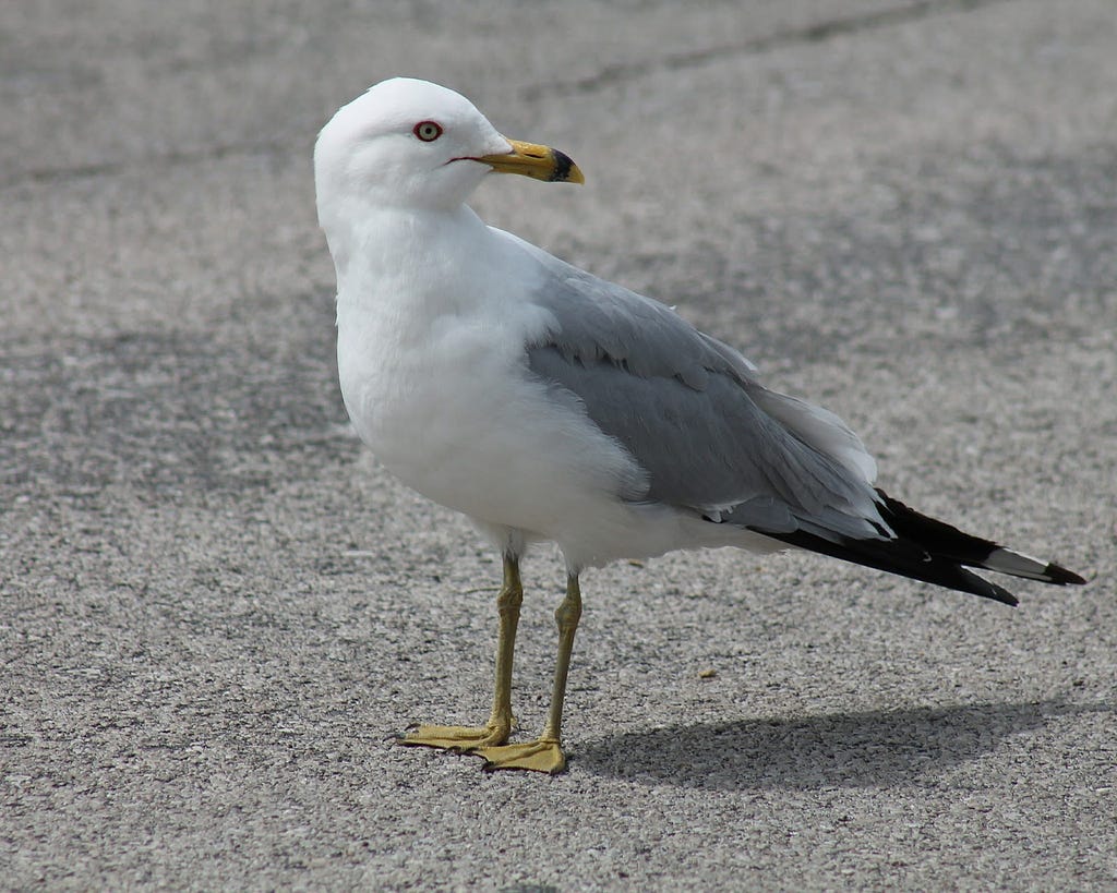 ring billed gull