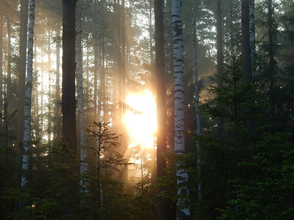 Sun peeking through trees in forest