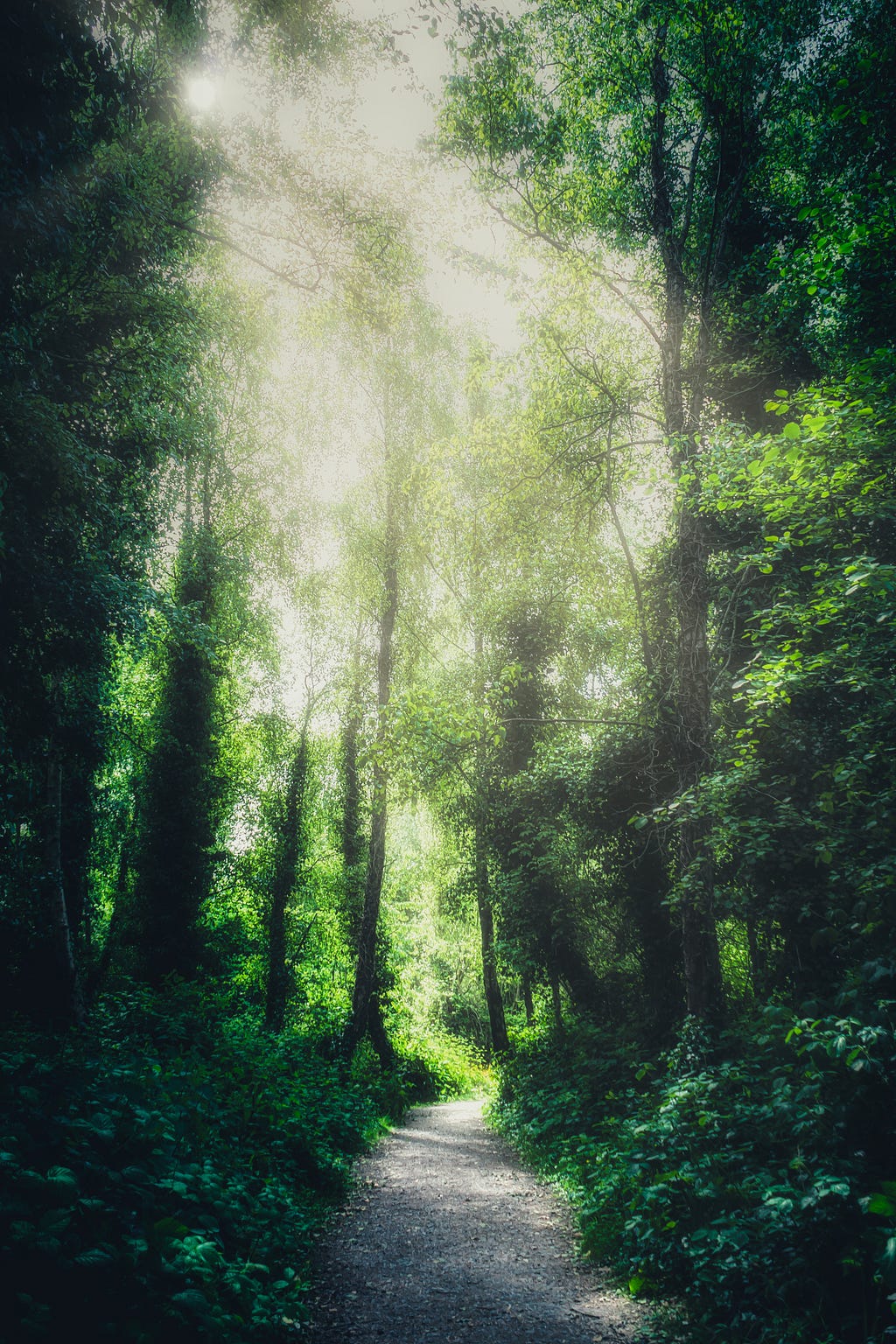 Moneyless Society — On the way towards a moneyless society — image of beautiful green forest