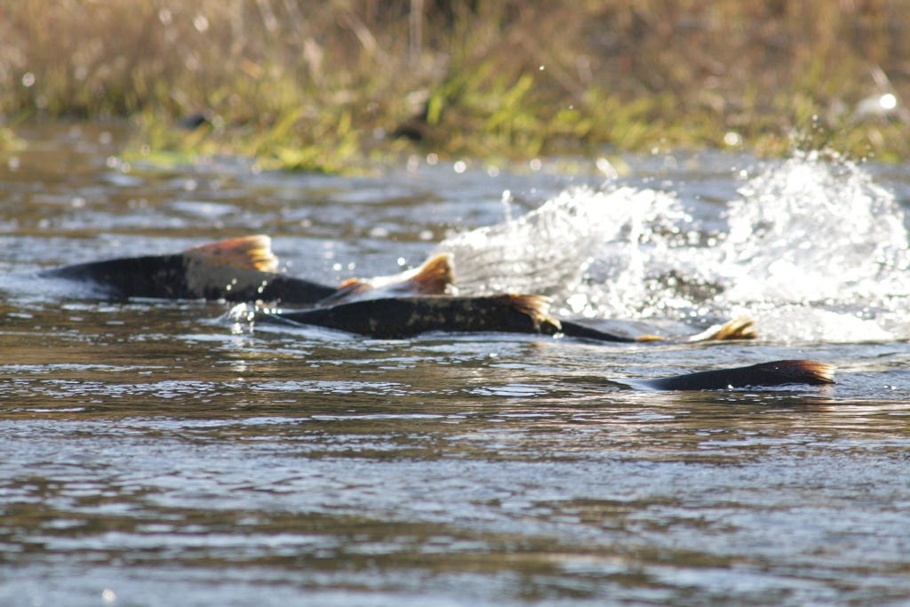 Dan Cox/USFWS