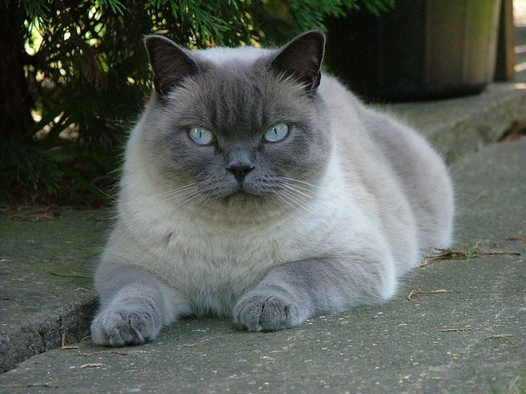 Top 10 Largest Cats Breeds in the World