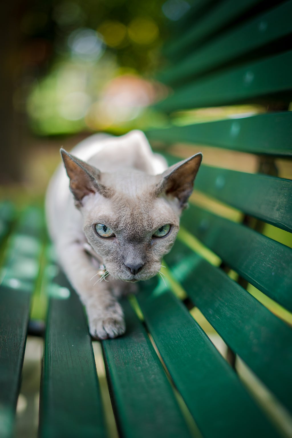 A light-colored cat moving across a green bench in a stalking position