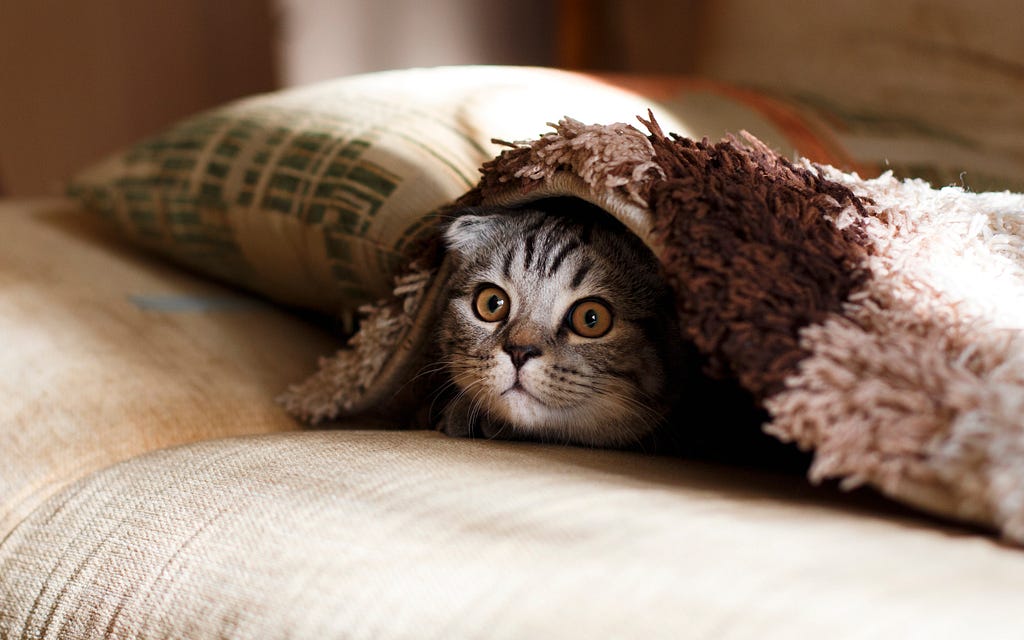 Greyish cat with yellow eyes hiding under the blanket