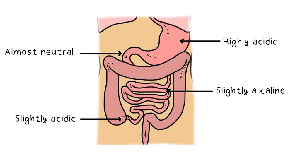 Labelled pH of the digestive tract