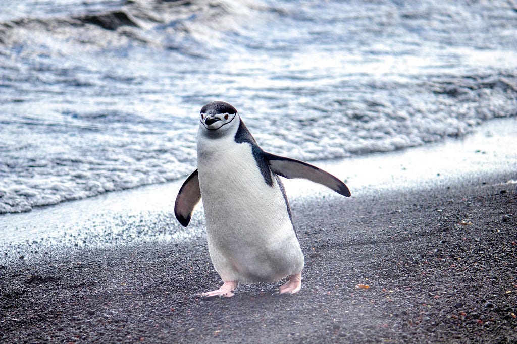 Photo of a chinstrap penguin walking along a rocky beach.