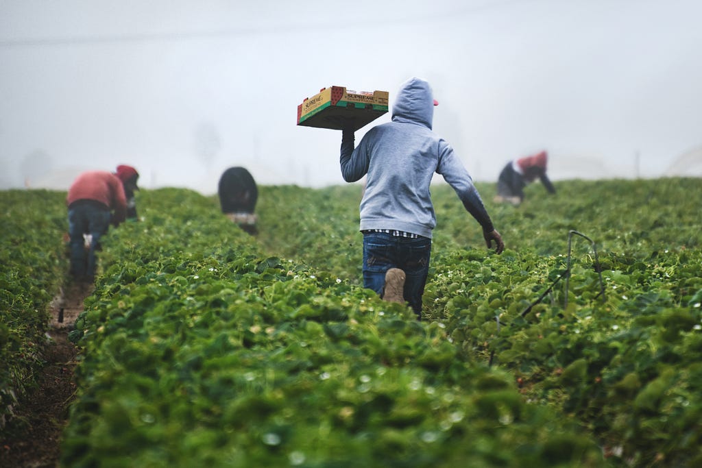 Workers in the farm