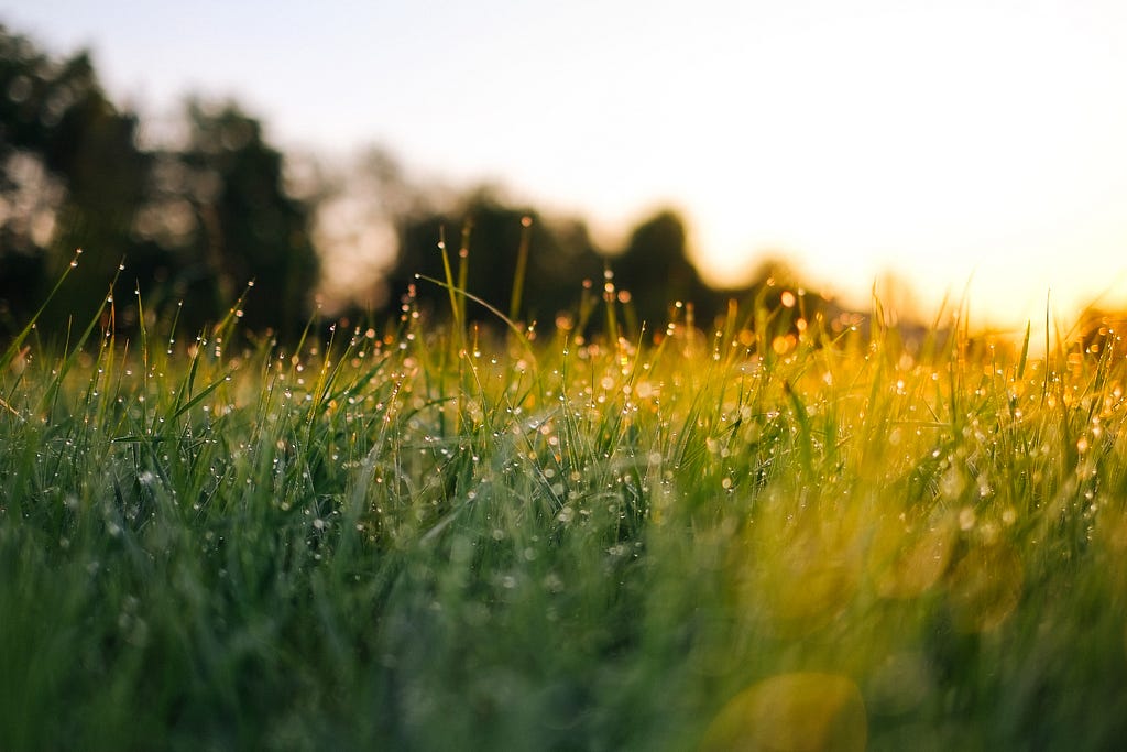 shiny grass with dew