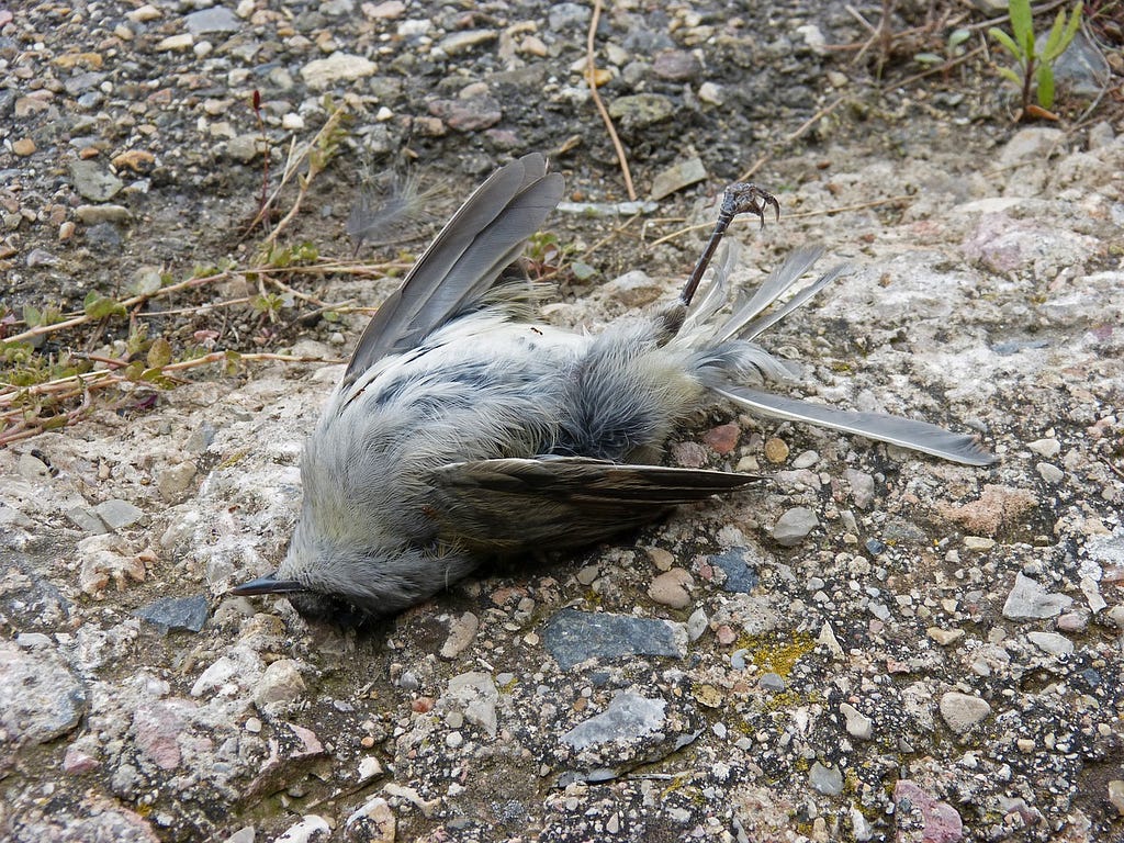 Here's A Dead Bird For Your Troubles