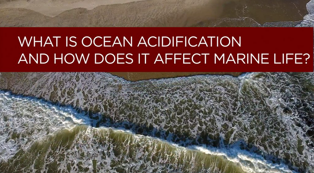 How Ocean Acidification affects animals