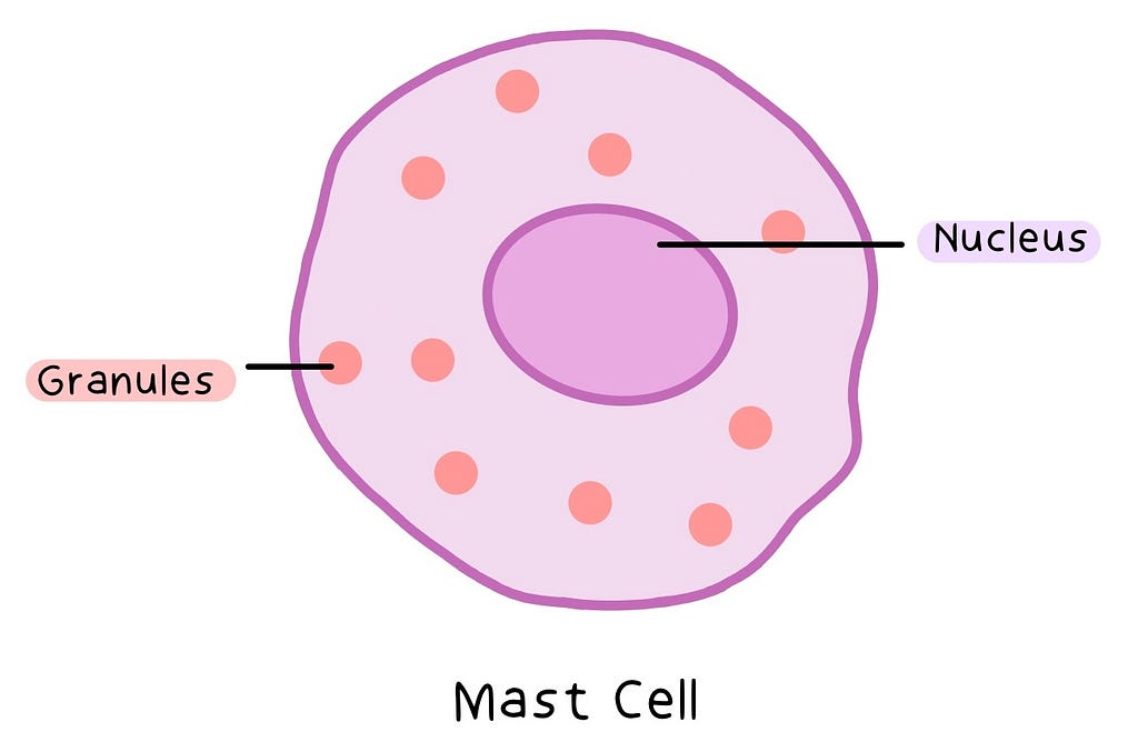 Labelled illustration of a Mast cell