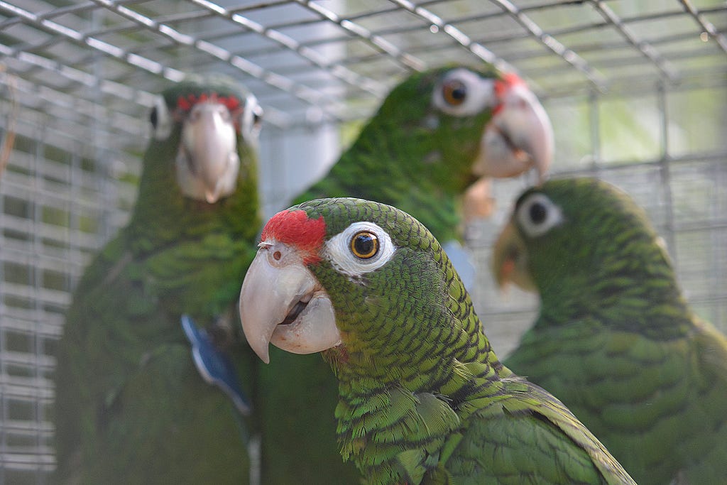 Puerto Rican parrots prior to release, Bosque del Estado, Maricao, Puerto Rico