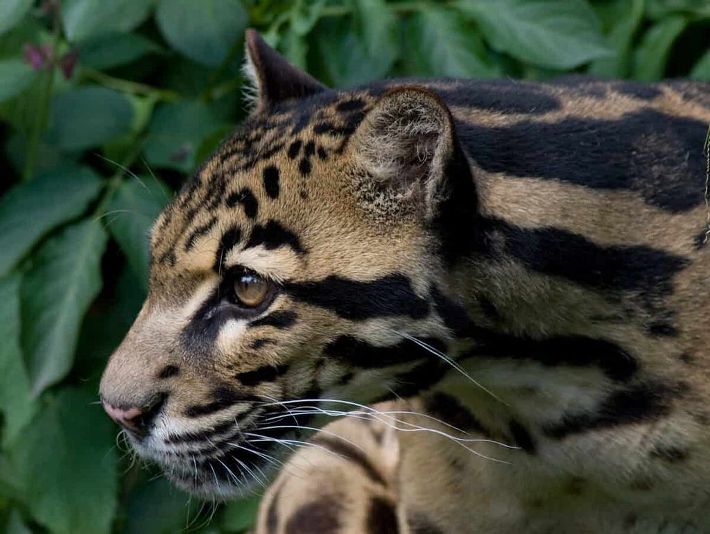 Sunda Clouded Leopard