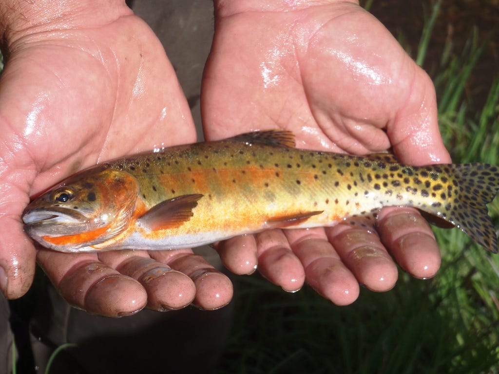 Chris Kitcheyan/USFWS