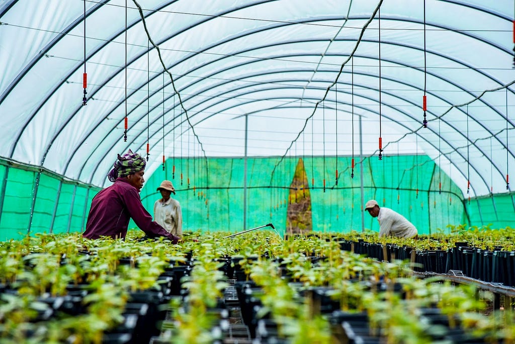 Three people working in a greenhouse filled with tree seedlings.