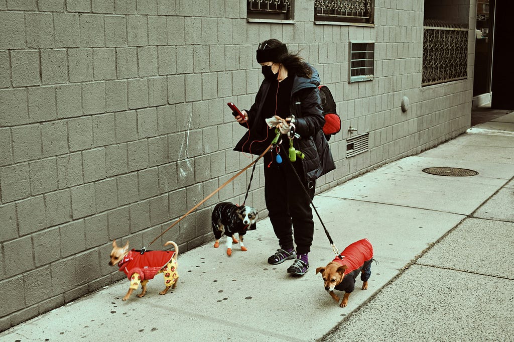 A college student doing weekend job as a dog walker