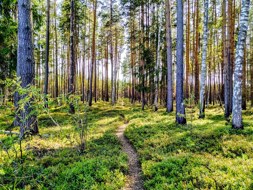 A dirt track through the middle of a forest