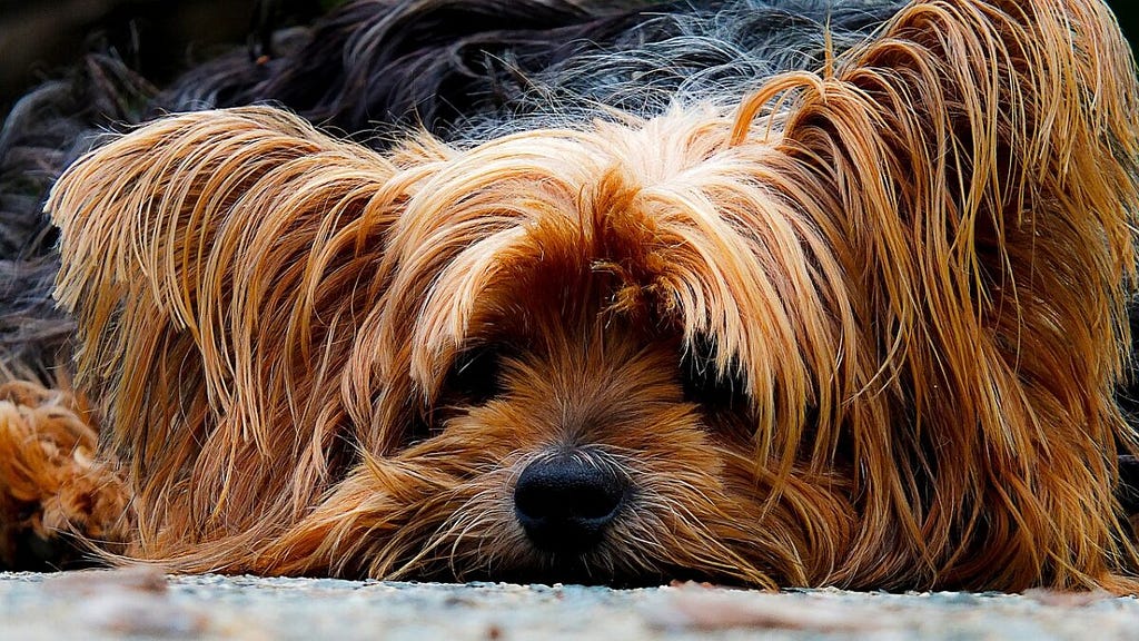 yorkshire terrier