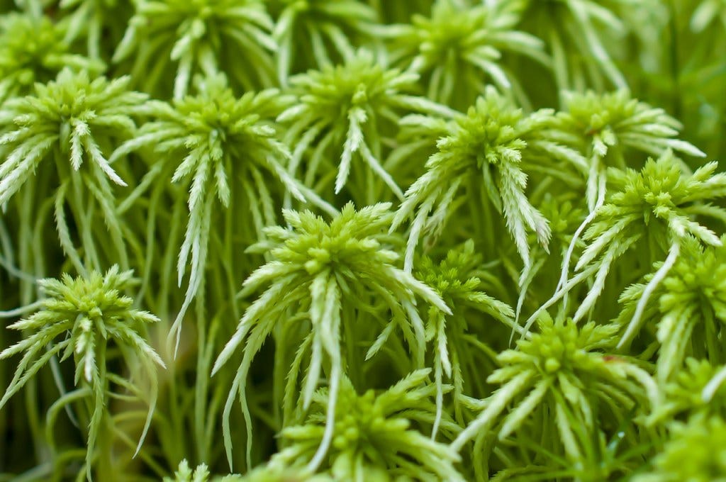 A close up of green moss long leaves in a pine tree shape