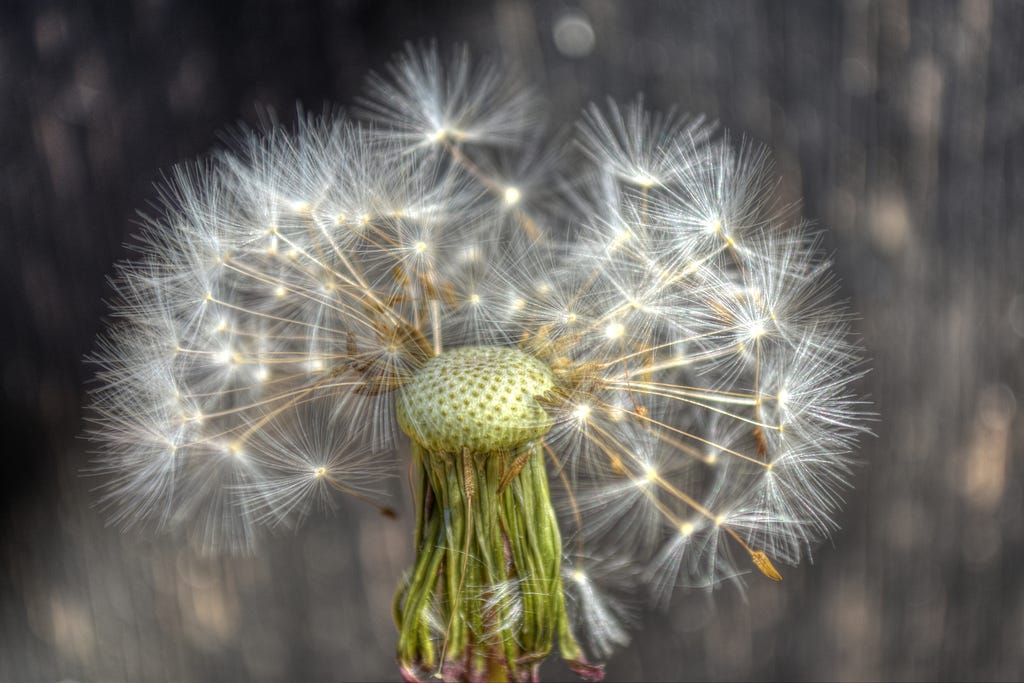 A dandelion head with many radials