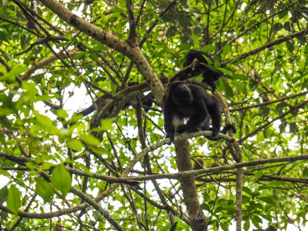 Howler monkey looking off camera, Tikal Guatemala