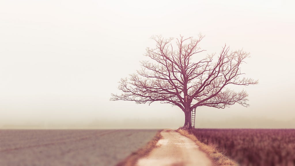 Uma árvore sem folhas.