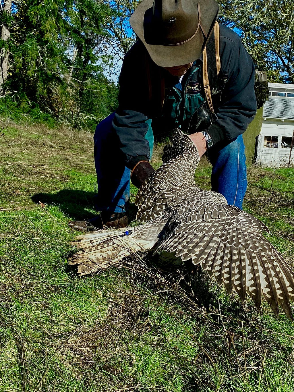 Master falconer David flying gyrfalcon using falconry techniques