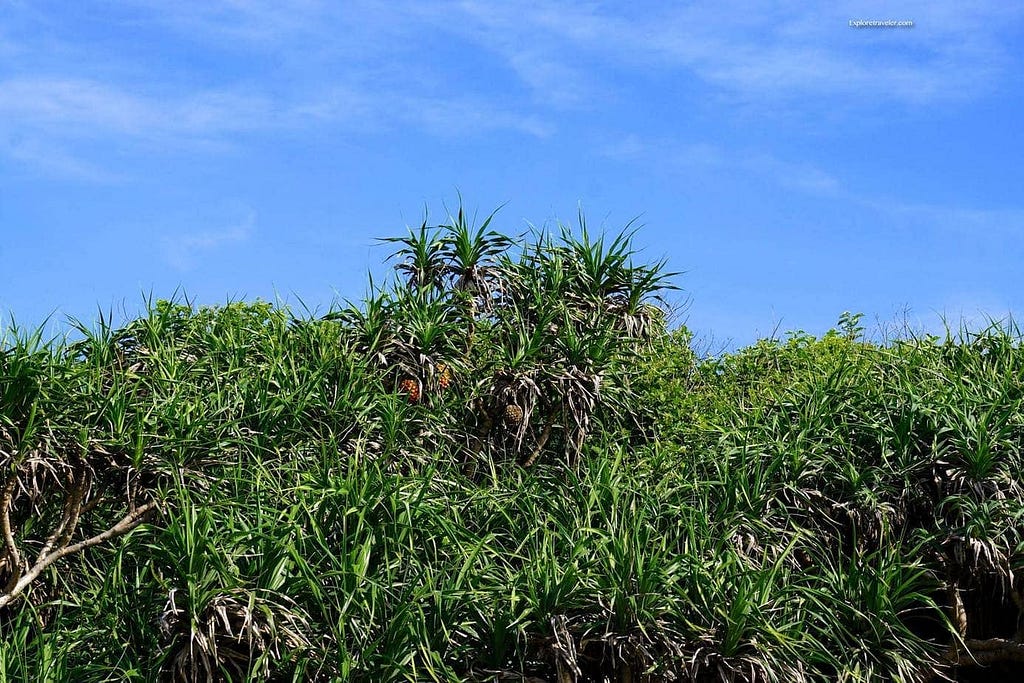 sanxiantai dragon bridge island plants