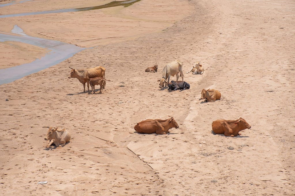 Several cows with their ribs protruding sit or stand on sand with a small creak running by.