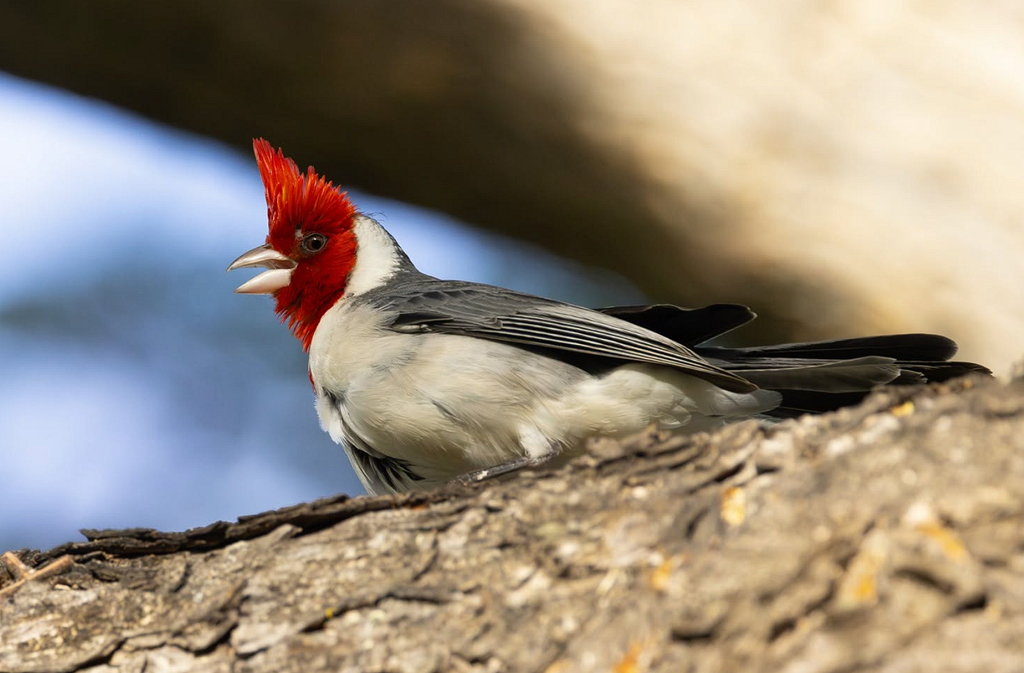 Building a Local Bird Knowledge Base powered by Gemma 4, Data Preparation
