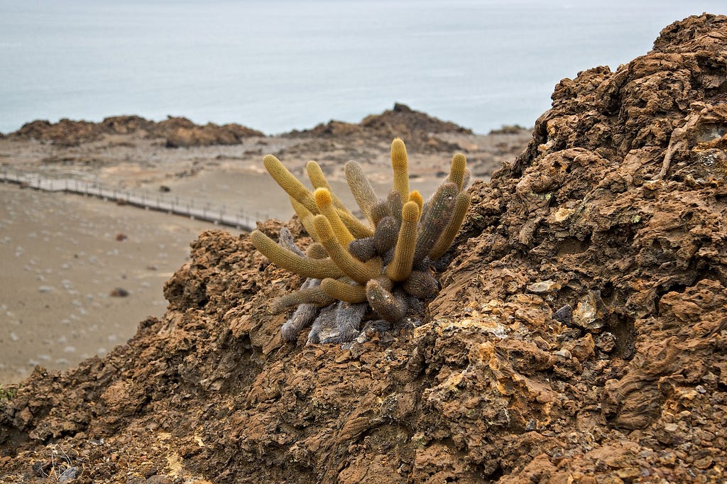Photos Of The Galápagos Image: A yellow-tinged lava cactus clings to a stony mass.