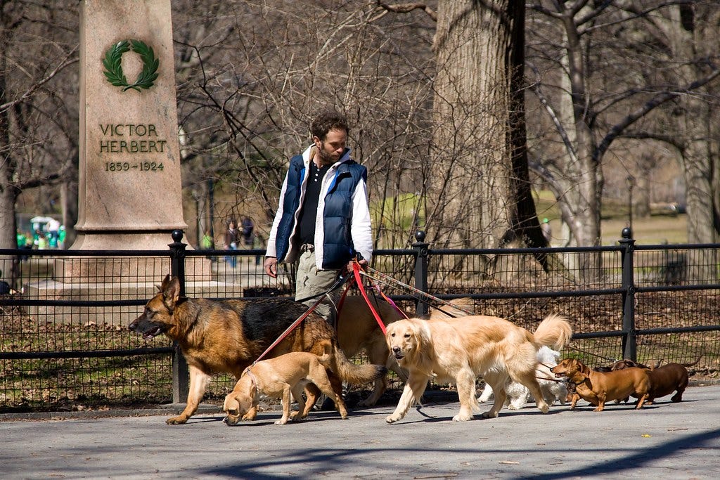 A man walking six dogs through a park.