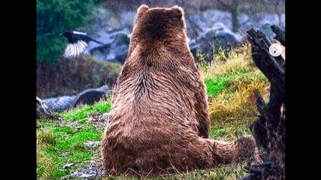 Did You Know Bears Appreciate Nature Just As Much As We Do?