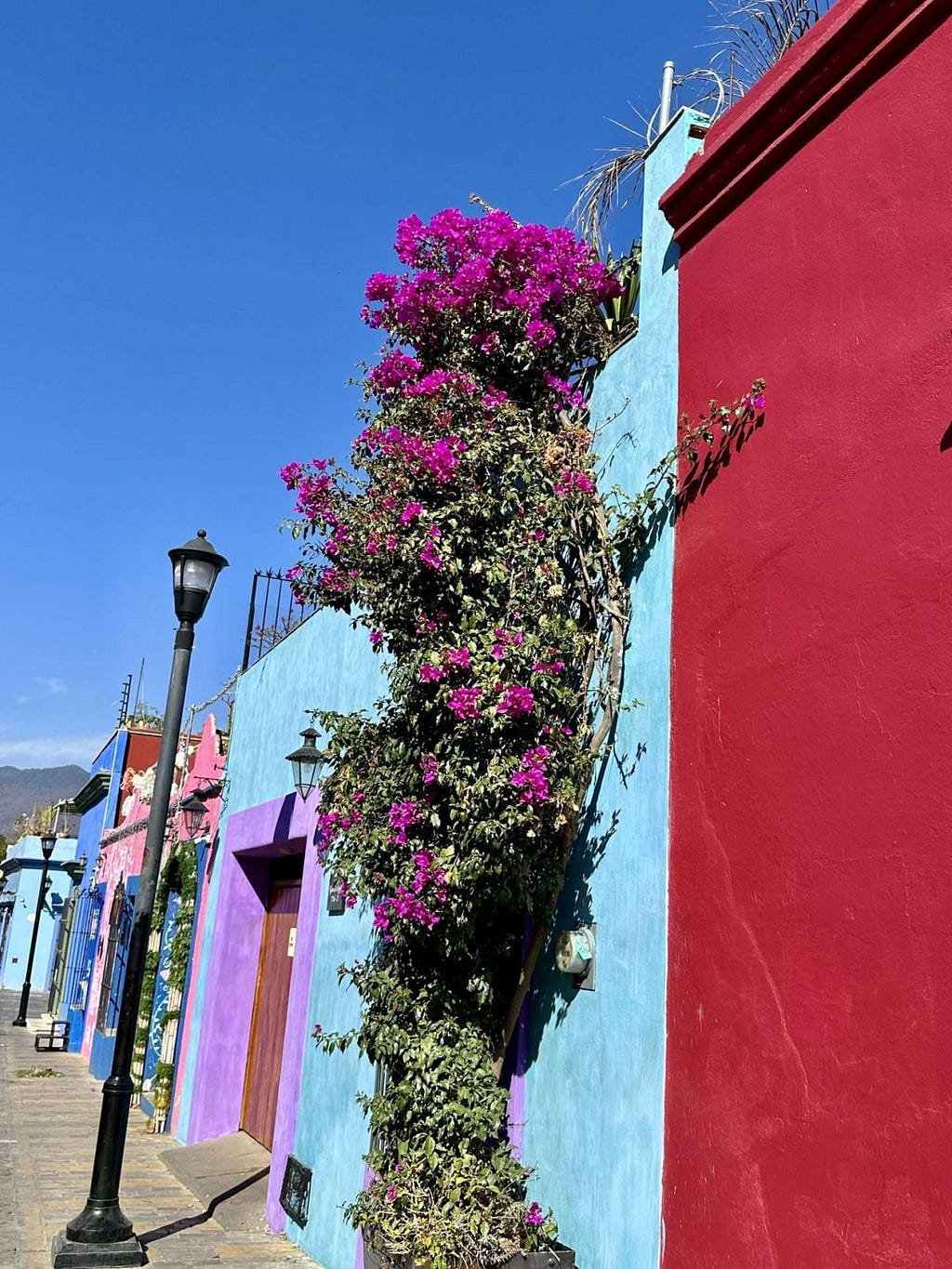 A colorful street in Oaxaca with colorful buildings and flowers