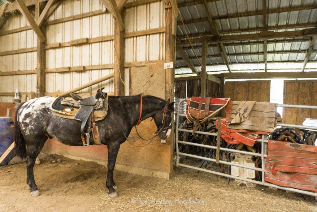 Panda Paws waiting for his trail ride at Painted Bar Stables in NY