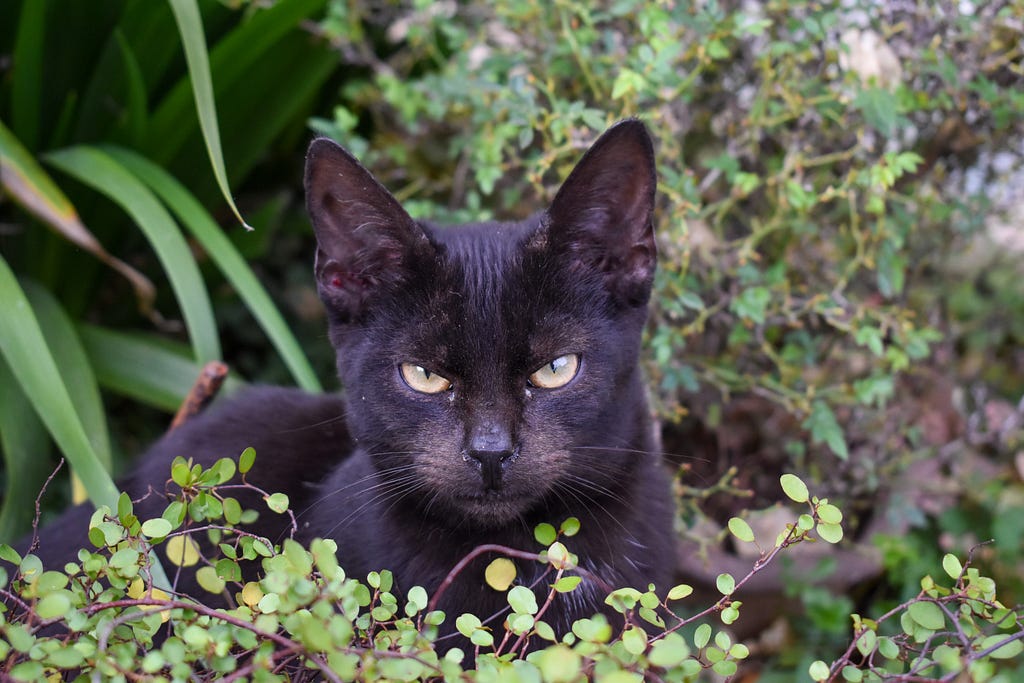 Black cat in the bushes