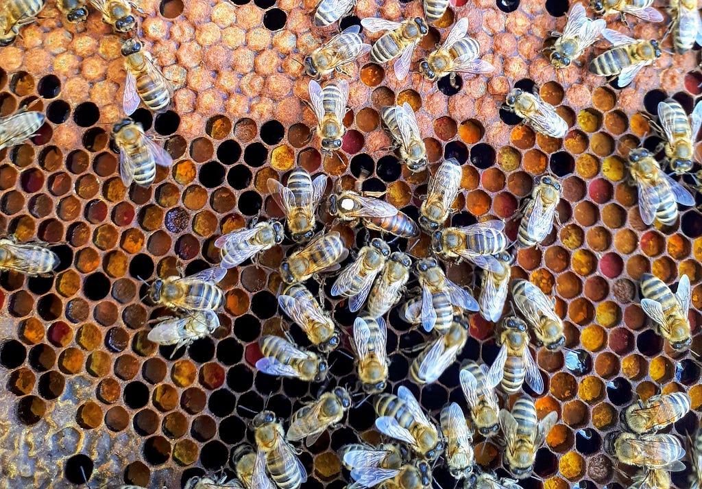 a honeybee colony